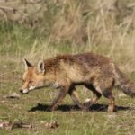 Animales predadores: su implicación con los intereses del hombre