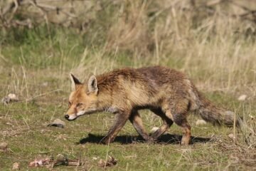 Animales predadores: su implicación con los intereses del hombre