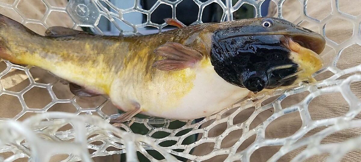 Hallan el primer cáncer contagioso entre peces, un extraño melanoma