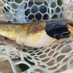 Hallan el primer cáncer contagioso entre peces, un extraño melanoma