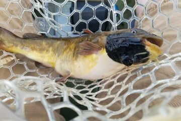 Hallan el primer cáncer contagioso entre peces, un extraño melanoma