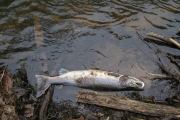 Salmones ‘colocados’ con cocaína y helechos hasta arriba de cafeína: la resaca que paga la naturaleza