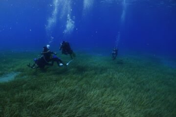 Así es un trasplante de pradera marina: Tenerife recupera su pulmón bajo el agua con semillas cultivadas en laboratorio