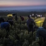 Cerca de 13.000 temporeros españoles trabajarán en la vendimia francesa por 2.156 euros brutos al mes