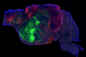 Ratones con millones de neuronas humanas en su cerebro acercan la respuesta a enfermedades mentales