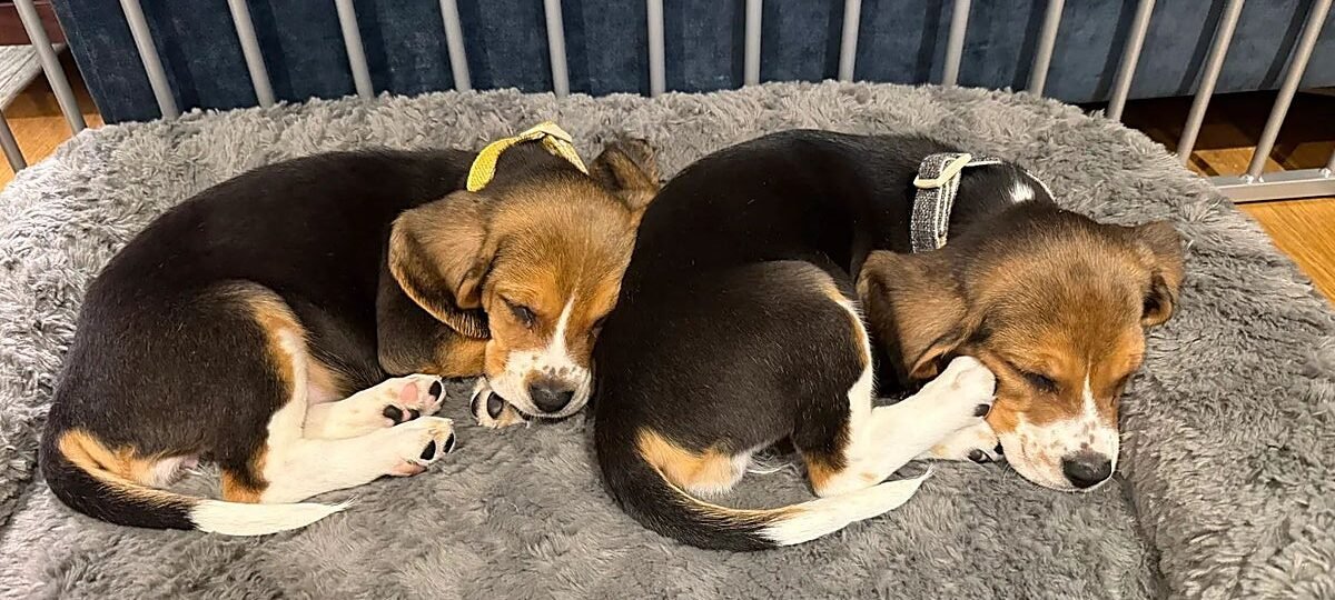 Mascotas modificadas genéticamente al gusto de cada amo: «Es algo tremendamente imprudente»