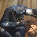 Descubren que los chimpancés ceden sus propias herramientas para ‘educar’ a sus crías