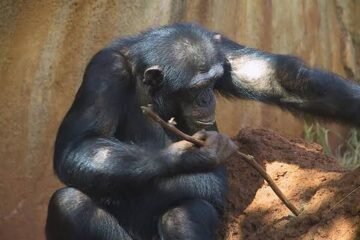 Descubren que los chimpancés ceden sus propias herramientas para ‘educar’ a sus crías