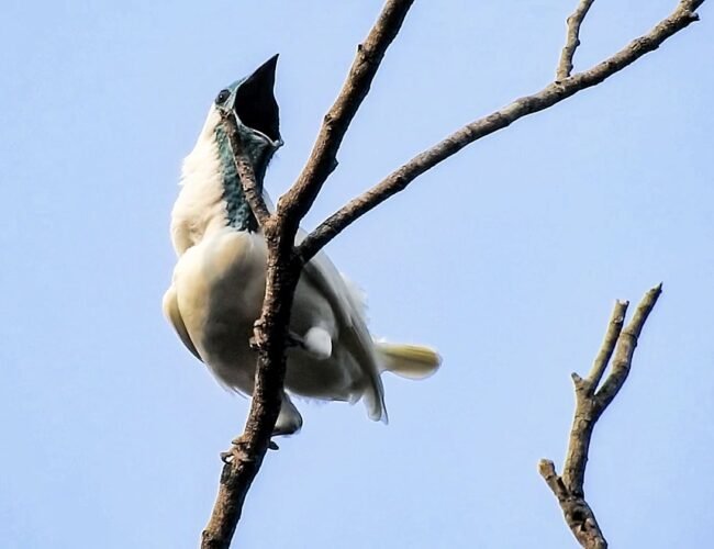 Estas son las aves con el canto más fuerte del mundo: peor aún que una motosierra o un martillo neumático