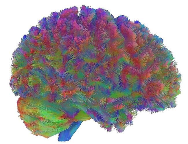 El atlas más completo de la corteza prefrontal muestra que el cerebro madura a los 24 años