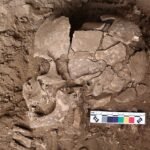 Chupar nueces estimulantes, el primer colocón de la humanidad hace 25.000 años