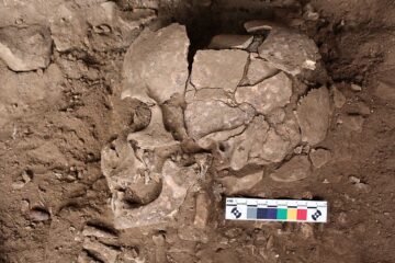 Chupar nueces estimulantes, el primer colocón de la humanidad hace 25.000 años