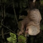 Por qué los vertebrados (y los humanos) no sobrevivirían sin los insectos