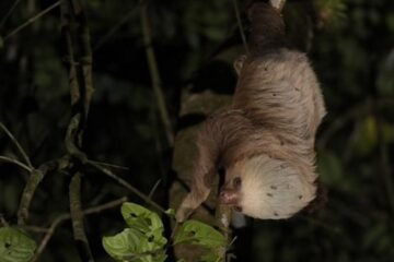 Por qué los vertebrados (y los humanos) no sobrevivirían sin los insectos