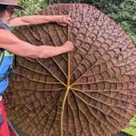 Un investigador asturiano descubre  una nueva especie de nenúfar gigante tras verla en Instagram
