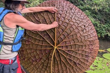 Un investigador asturiano descubre  una nueva especie de nenúfar gigante tras verla en Instagram