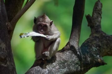 ‘Homo Plastic’: el viaje de la Antártida a Bangladés de un material que envenena al planeta con más de 10.000 sustancias químicas 