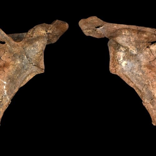 El neandertal que murió atravesado por una lanza hace 75.000 años y que muestra cómo cuidaban de sus heridos y sus muertos