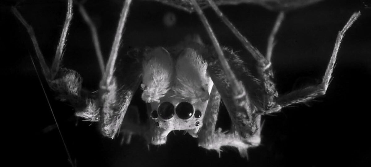 Ojos en movimiento y patas que tiemblan: descubren cómo duermen las arañas
