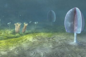 Los primeros animales de la Tierra surgieron 200 millones de años antes de lo que creíamos